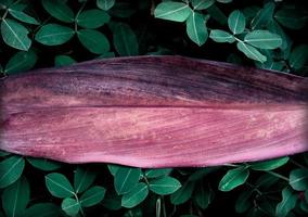 tropische bladeren met achtergrond horizontaal oud blad foto