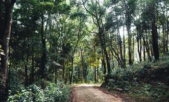 zomerbos en de weg het bos in foto