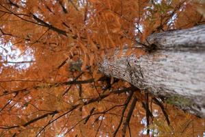 herfst dennenbos. abstracte natuurlijke achtergrond met hoge dennen foto