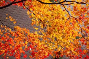 mooie esdoornbladeren in de herfst, mooie herfstverlofachtergrond foto
