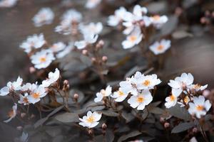 vintage achtergrond bloemen, mooie witte roos in naturel foto