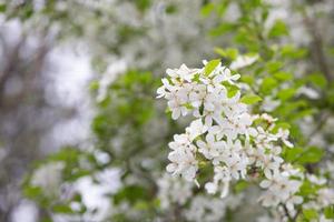 de witte bloemen in de lentetint. prachtige bloemen in de natuur foto