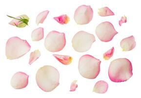roze bloem bloemblaadjes bloemen verzameling geïsoleerd Aan transparant wit achtergrond foto