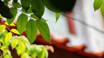 close-up prachtig uitzicht op de natuur groene bladeren op wazig groen foto