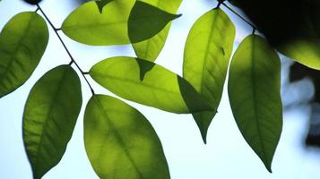close-up prachtig uitzicht op de natuur groene bladeren op wazig groen foto