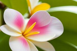 plumeria bloem. achtergrond. ai generatief pro foto