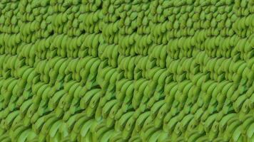 vol kader dichtbij omhoog van groen banaan getextureerd. kaders met vers onrijp banaan. gestapeld groen banaan struiken. foto