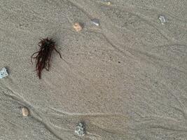 zeewier geïsoleerd Aan de nat strand zand Bij oosten- Java foto