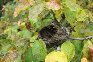 leeg vogel nest Aan takken boom in de natuur foto