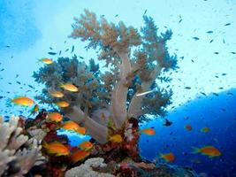 verbazingwekkende onderwaterwereld van de rode zee