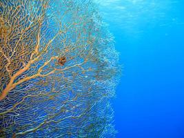 verbazingwekkende onderwaterwereld van de rode zee foto