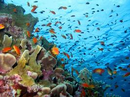 verbazingwekkende onderwaterwereld van de rode zee