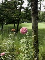 tropisch tuin met verbazingwekkend planten en bloemen foto