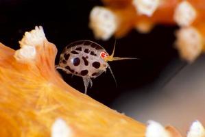 klein onderwater lieveheersbeestje foto