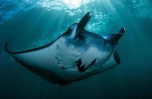 mantaroggen bij het reinigingsstation foto