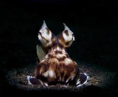 octopus nabootsen op de zeebodem foto