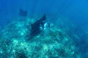 mantaroggen bij het reinigingsstation foto