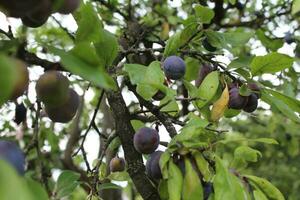 Pruim Aan een boom Afdeling detailopname in een zomer tuin. vers biologisch fruit met groen bladeren Aan een Afdeling van een Pruim boom in de tuin. rijp pruimen in de tuin. foto