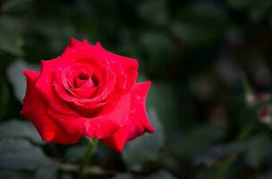 rood rozen Aan zwart achtergrond. top visie en kopiëren ruimte bloem en liefde foto