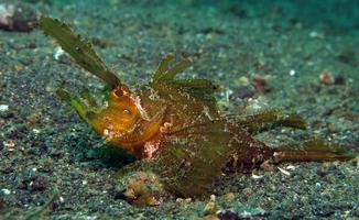 Ambon-schorpioenvis bij Lembeh Strait. foto