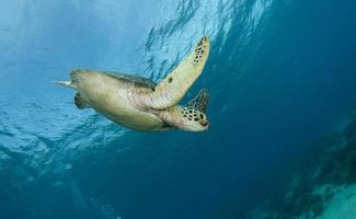 groene zeeschildpad in de buurt van Apo Island. foto