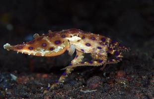 een zeldzame blauwgeringde octopus. foto