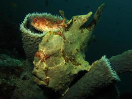 gigantische hengelaarsvis verstopt zich in sponzen. foto