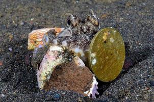 kokosnoot octopus op de zeebodem in de nacht. foto