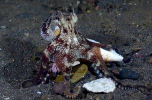 kokosnoot octopus op de zeebodem in de nacht. foto