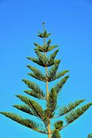 groen tropisch exotisch araucaria boom Aan blauw lucht achtergrond foto
