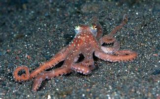 sterrennacht octopus op de zeebodem in de nacht. foto