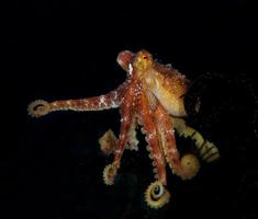 een zeldzame octopus mototi in de Balizee. foto