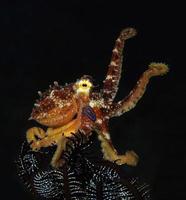 een zeldzame octopus mototi in de Balizee. foto