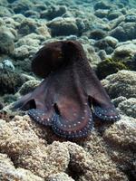 dag octopus zwemt langs een koraalrif. foto