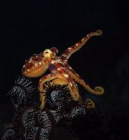 een zeldzame octopus mototi in de Balizee. foto