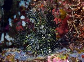een zeldzame kanten schorpioenvis verstopt in een koraalrif. foto