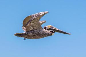 bruine pelikaan pelecanus occidentalis foto