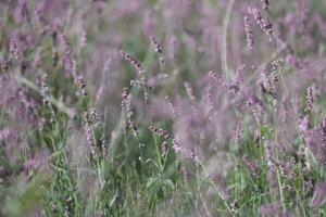 lavendel bloemen in de wind foto