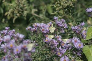 groen vlinder en Purper amethist aster foto