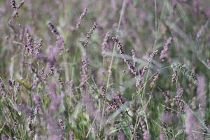 reusachtig lavendel veld- in regio foto