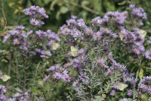 groen vlinder en Purper amethist aster foto