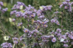 groen vlinder en Purper amethist aster foto