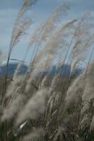 riet in de sneeuw en wind foto