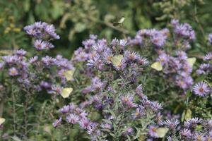 groen vlinder en Purper amethist aster foto