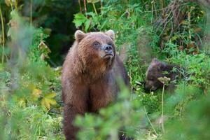 wild kamchatka bruin beer ursus arctos piscator in natuurlijk leefgebied, op zoek uit van zomer Woud foto