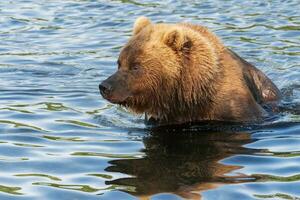 portret van kamchatka bruin beer in rivier. wild vreselijk beest visvangst rood Zalm vis gedurende paaien foto