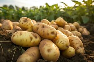 geoogst aardappelen in een boerderij veld- Aan bruin aarde. concept van voedsel teelt. ai gegenereerd foto