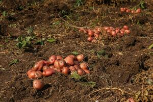 aambeien van nieuw geoogst aardappelen Aan veld. oogsten aardappel wortels van bodem in eigengemaakt tuin. foto