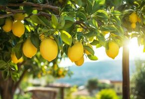 citroenen groeit in een zonnig tuin Aan amalfi kust in Italië. ai gegenereerd foto