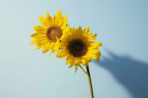 twee zonnebloemen in de zonnig sfeer. licht blauw achtergrond met schaduw. generatief ai foto